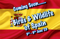 Birds of Spain (3rd-9th June 2023)