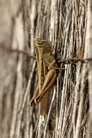 Majorca - Grasshopper B