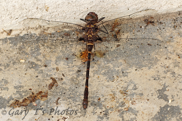 Dragonfly Species-F