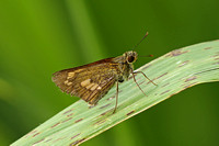 Butterfly Species-P