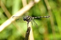 Dragonfly Species-C
