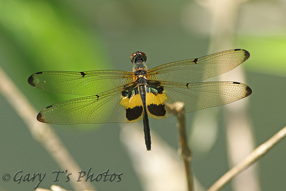 Dragonfly Species-A