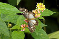 Butterfly Species-S