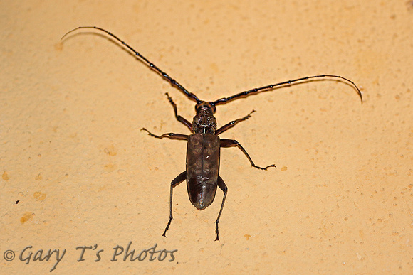 Beetle Species-B (Longhorn Beetle)