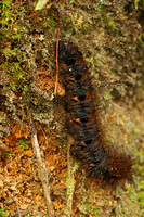 Caterpillar Species