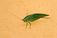 Cricket Species-A