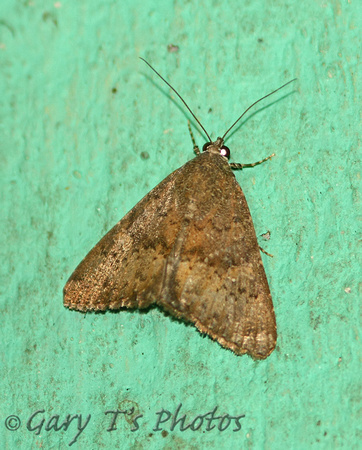 Sri Lanka - Moth Species-28