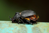 Beetle Species-C (Rhinoceros Beetle)