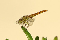 Dragonfly Species-E