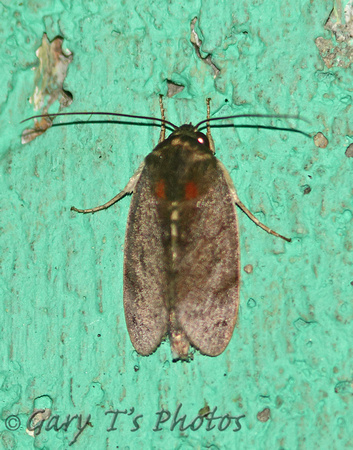 Sri Lanka - Moth Species-16