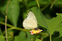 Butterfly Species-T