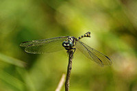 Dragonfly Species-C