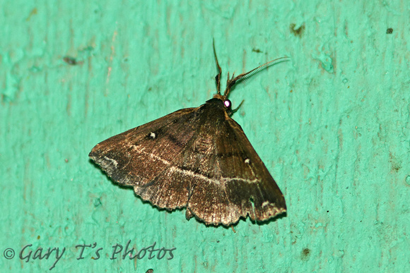 Sri Lanka - Moth Species-34