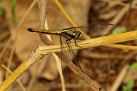 Dragonfly Species-D