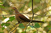 Barred Cuckoo-dove