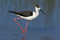 Black-winged Stilt (Female)