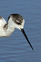 Black-winged Stilt (Female)