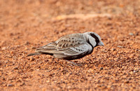 Ashy-crowned Sparrow Lark (Male)