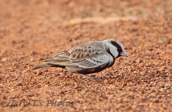 Ashy-crowned Sparrow Lark (Male)