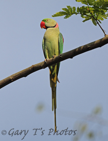 Alexandrine Parakeet (Male)