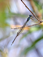 New Zealand Blue Damselfly (Male)