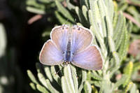 Long-tailed Blue (Female)