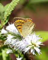 Rauparahas Copper (Male)