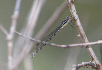 New Zealand Blue Damselfly (Female)