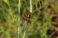 Broad-bodied Chaser (Male)