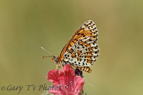 Lesser Spotted Fritillary