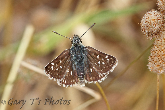 Orbed Red-underwing Skipper (Female)