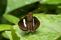 Common Banded Demon