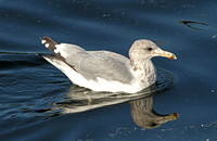 American Herring Gull (4th Winter)
