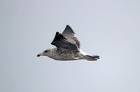American Herring Gull (2nd Winter)