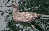 American Herring Gull (1st Winter/Juvenile)