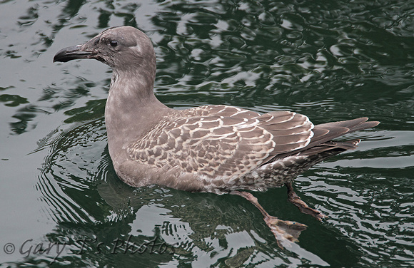 American Herring Gull (1st Winter/Juvenile)