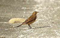 American Buff-bellied Pipit