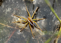 Raft Spider (Male)