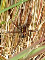 Raft Spider (Female)