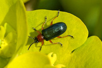 Cereal Leaf Beetle (Oulema rufocyanea)