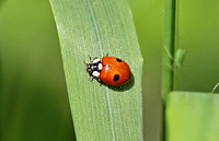 2-spot Ladybird (Adalia 2-punctata)
