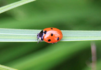 7-spot Ladybird (Coccinella septempunctata)
