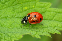 7-spot Ladybird (Coccinella 7-punctata)