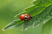 2-spot Ladybird (Adalia bipunctata - Pair)