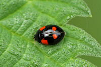 2-spot Ladybird (Adalia 2-punctata f. quadrimaculata)