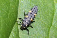 7-spot Ladybird (Coccinella septempunctata - Larvae)