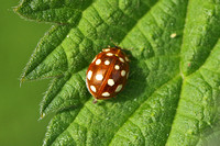 Cream-spot Ladybird