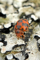 24-spot Ladybird (Subcoccinella vigintiquattuorpunctata)