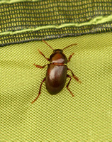 Darkling Beetle (Cylindronotus laevioctostriatus)