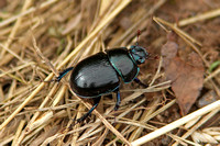 Dor Beetle (Geotrupes stercorarius)